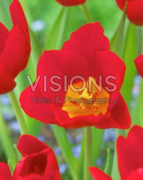 Tulipa Wisley