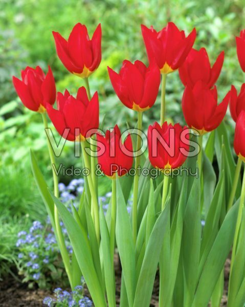 Tulipa Wisley