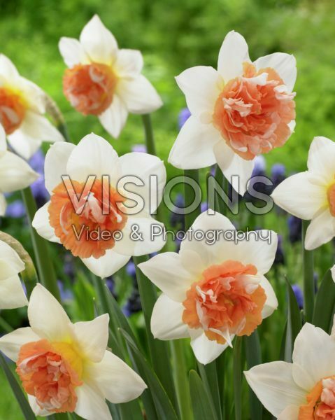 Narcissus Candy Princess Narcissus Candy Princess