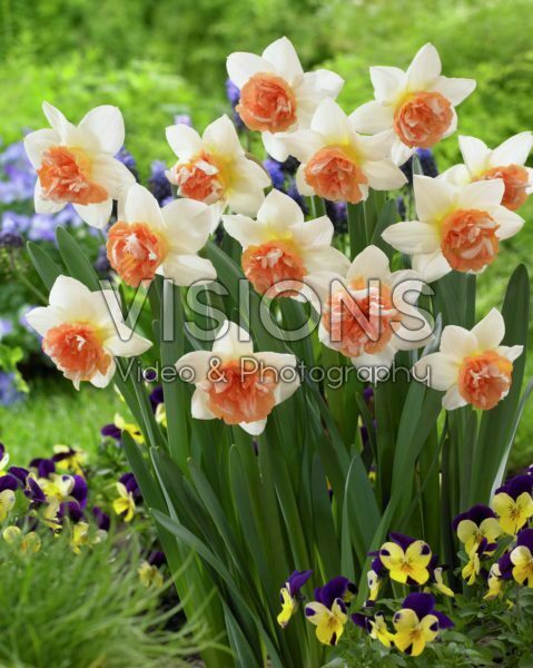 Narcissus Candy Princess Narcissus Candy Princess
