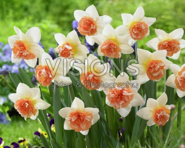 Narcissus Candy Princess Narcissus Candy Princess