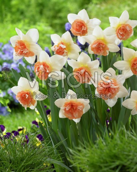 Narcissus Candy Princess Narcissus Candy Princess