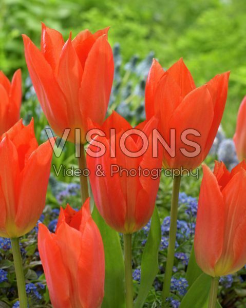 Tulipa Orange Brilliant