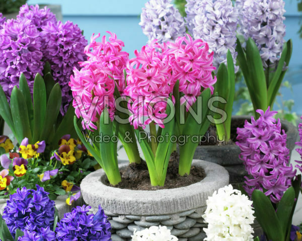 Hyacinthus collectie