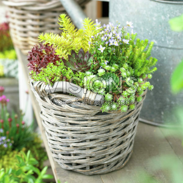 Succulents on pot Succulents on pot