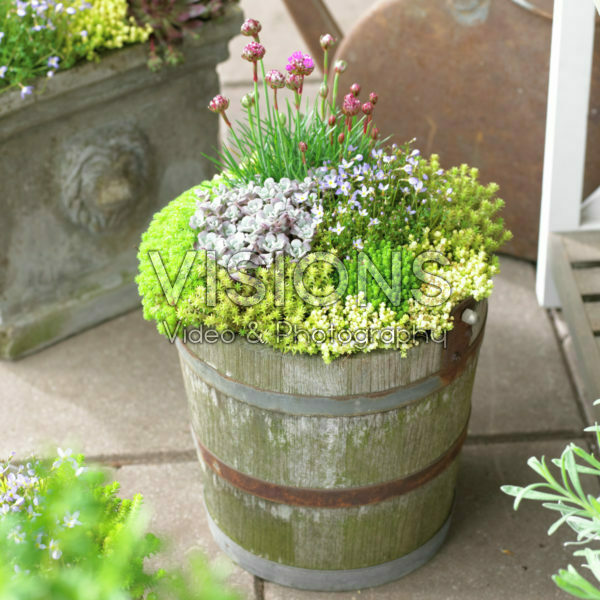 Succulents on pot Succulents on pot