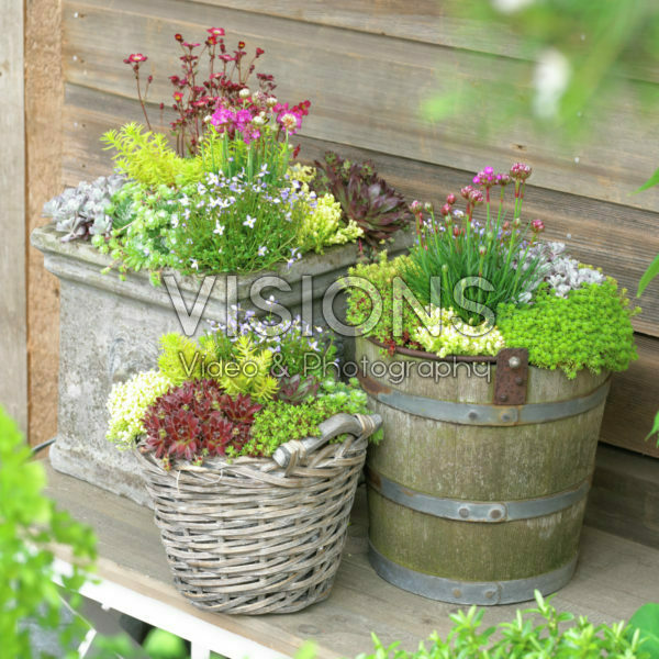 Succulents on pot Succulents on pot