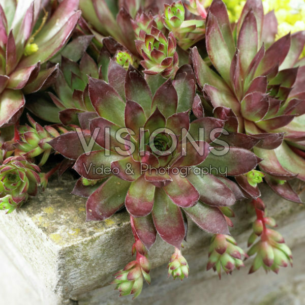 Sempervivum Bronco Sempervivum Bronco