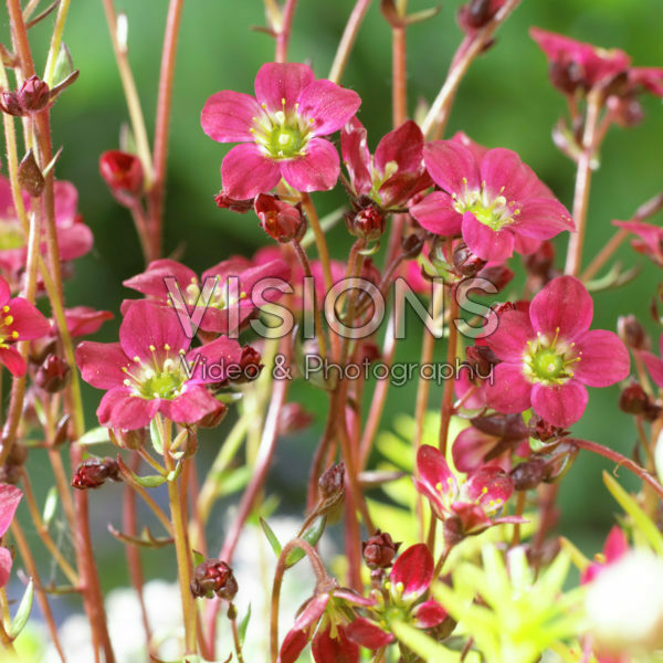 Saxifraga x arendsii Saxifraga x arendsii
