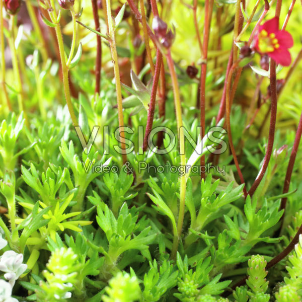 Saxifraga x arendsii Saxifraga x arendsii
