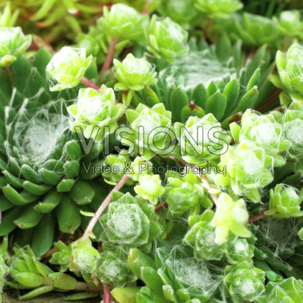 Sempervivum arachnoideum Sempervivum arachnoideum