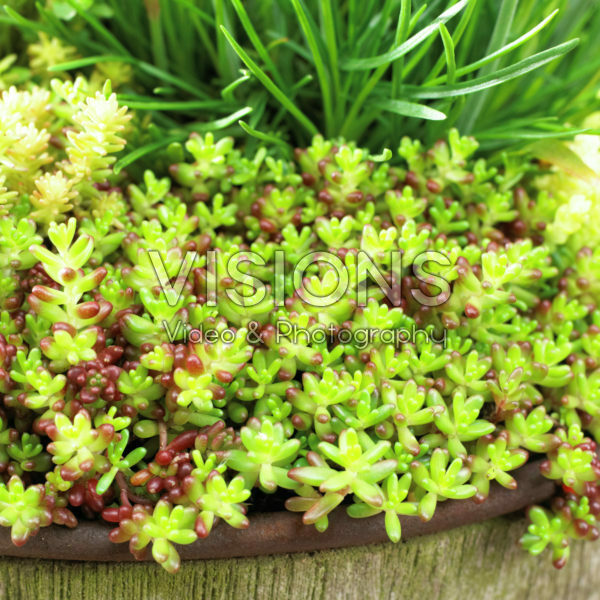 Sedum album Murale Sedum album Murale