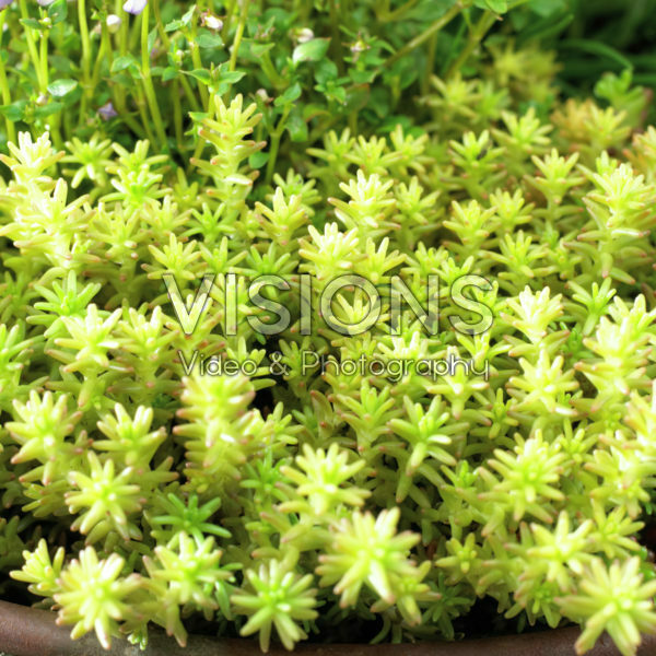Sedum album Murale Sedum album Murale
