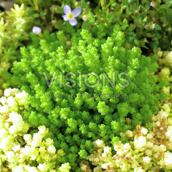 Sedum acre Minus Sedum acre Minus