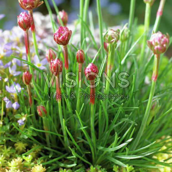 Armeria maritima Armeria maritima