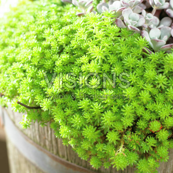 Sedum lydium Sedum lydium