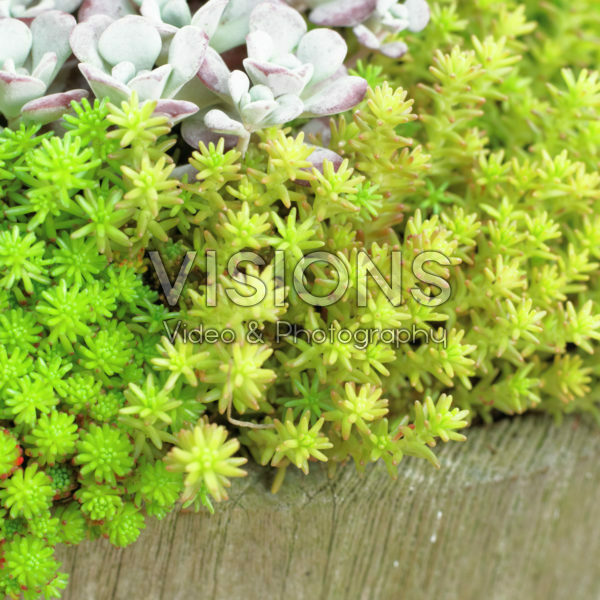 Sedum lydium Sedum lydium