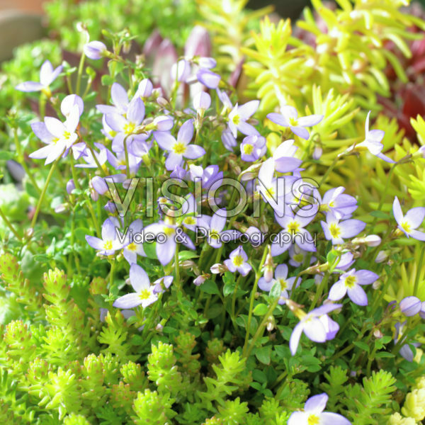Houstonia caerulea Houstonia caerulea