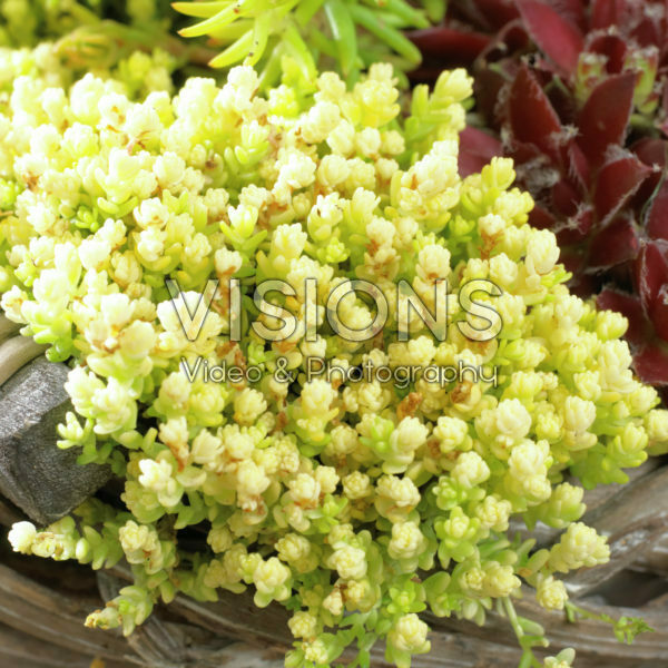 Sedum acre Yellow Queen Sedum acre Yellow Queen