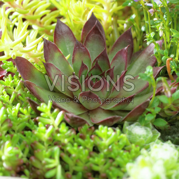Sempervivum Bronco Sempervivum Bronco