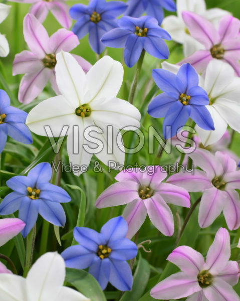 Ipheion uniflorum mix Ipheion uniflorum mix