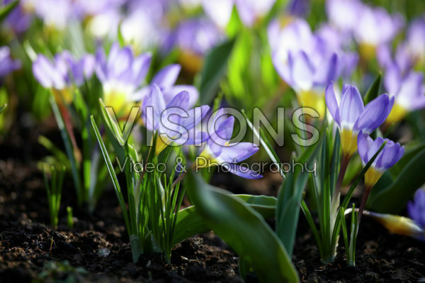 Crocus 