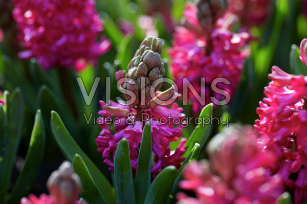 Hyacinthus 