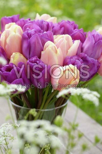Tulipa Magic Lavender, Mango Charm