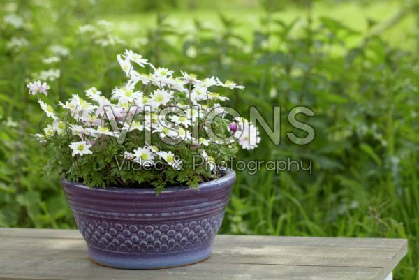 Anemone blanda White Splendour Anemone blanda White Splendour