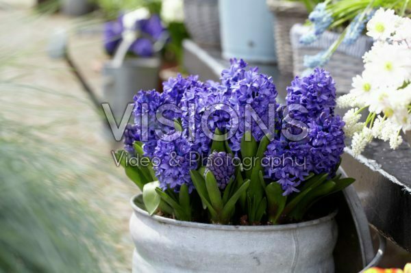 Hyacinthus blauw