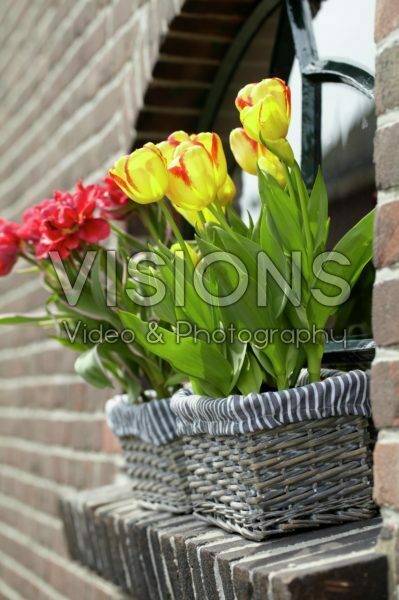 Tulips in window boxes