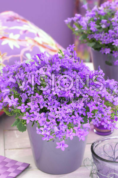 Campanula addenda Blue Star