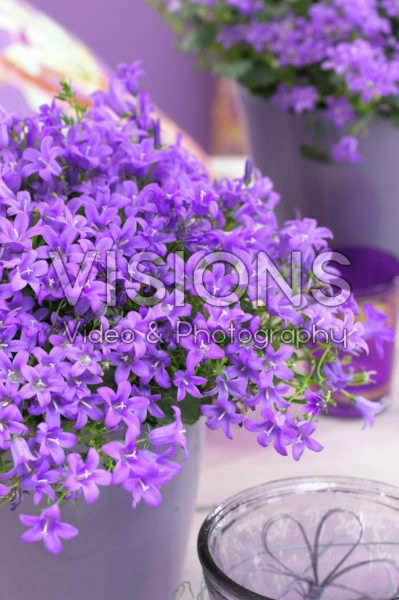 Campanula addenda Blue Star