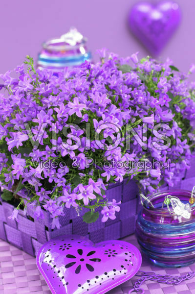 Campanula addenda Blue Star Campanula addenda Blue Star