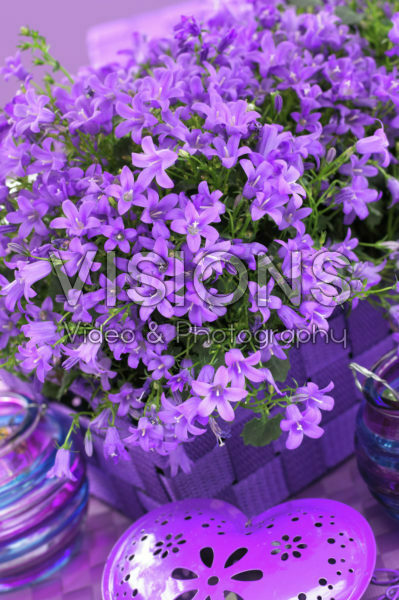 Campanula addenda Blue Star