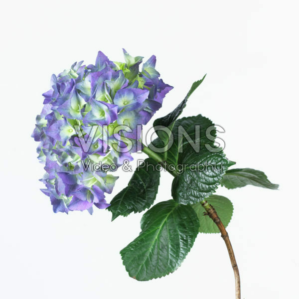 Hydrangea 