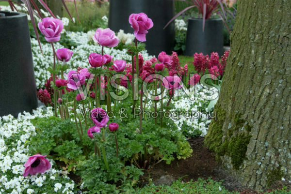 Anemone coronaria Sylphide Anemone coronaria Sylphide