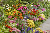 ANNUALS AND BEDDING PLANTS