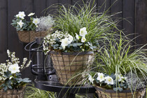 WONDERFUL WINTER CONTAINERS